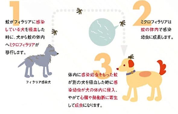 フィラリア症感染の流れの図