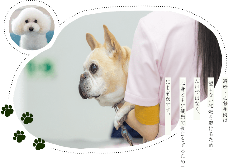 犬 メス 避妊 手術