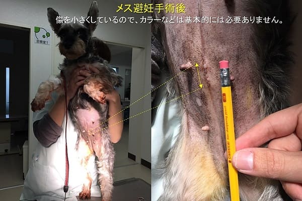 犬 メス 避妊 手術